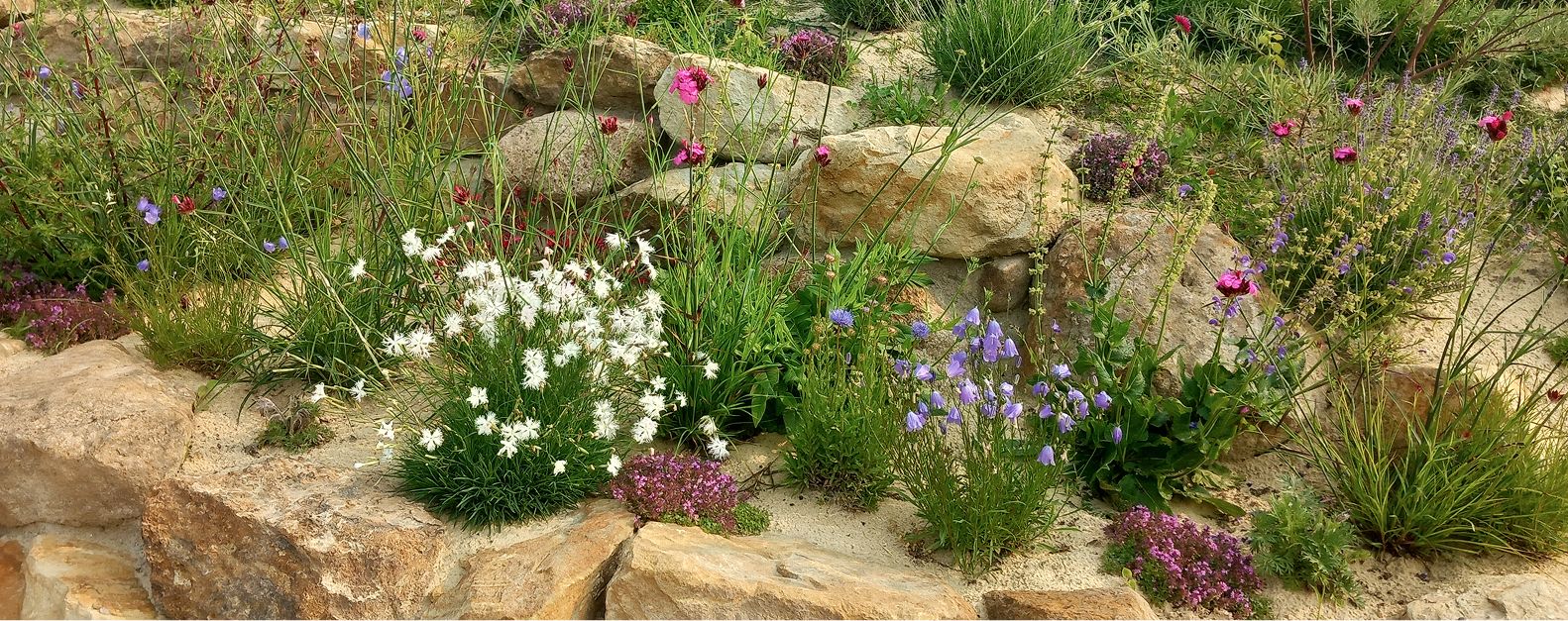 Sandbeet mit blühenden Stauden und Wildpflanzen in naturnaher Gartengestaltung